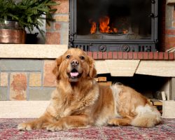 The Very Last Surviving Dog from 9/11 Dies at the Age of 16