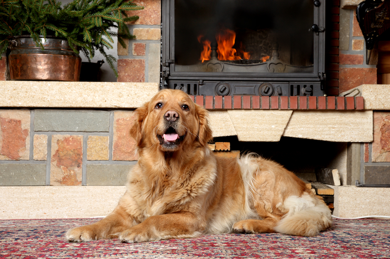 dog-by-fireplace