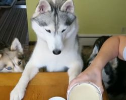 (Video) Yummy! Learn How to Make DIY Doggie Eggnog for the Holidays!