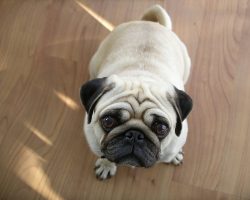 Adorable Signs That Means a Dog Thinks Her Owner is the Pack Leader