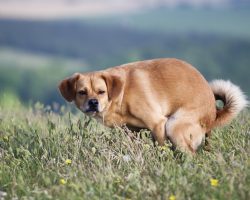 (Video) The Surprising Explanation as to Why a Dog Spins Before Pooping is Not What Many Would Expect…