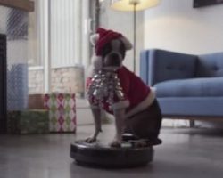(Video) If This Dog on a Roomba Holiday Edition Doesn’t Put a Person in a Good Mood I Don’t Know What Will! LOL!