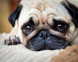 What Pug Dog Encephalitis (PDE) is and How to Recognize This Heartbreaking Disease