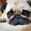 What Pug Dog Encephalitis (PDE) is and How to Recognize This Heartbreaking Disease