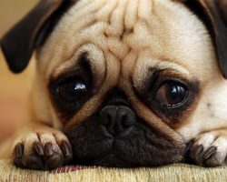 4 Signs a Dog is Stressed Out and How to Help Her Through It