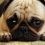 Pug Dies After Eating Dog Food That Was Contaminated With Euthanasia Drug