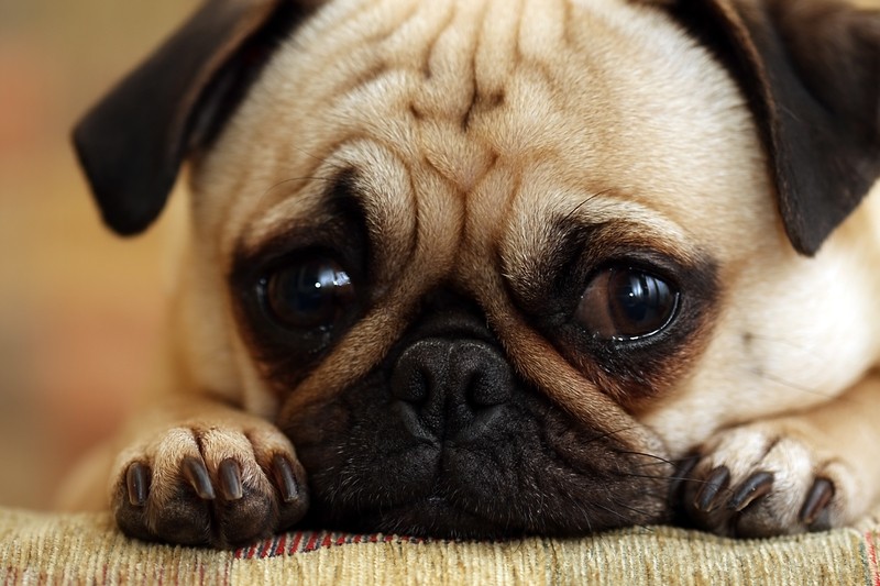 sad pug