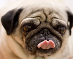 12 Reasons Why it’s Obvious Pugs Are the Most Majestic Creatures On Earth
