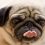 Interesting Facts a Lot of People Don’t Know About Their Pug (Until Now)!
