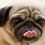 12 Reasons Why it’s Obvious Pugs Are the Most Majestic Creatures On Earth