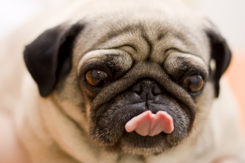 pug sticking tongue out