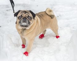 Why a Pooch Needs Dog Boots, Shoes or Booties