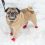 Why a Pooch Needs Dog Boots, Shoes or Booties