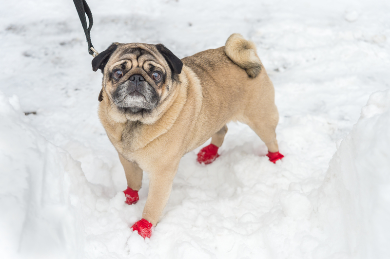 pug in boots