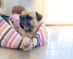 4 Scary Things That Might be Living in a Dog’s Bed