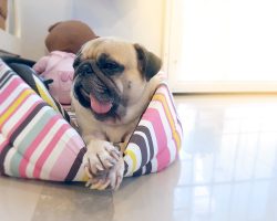 4 Scary Things That Might be Living in a Dog’s Bed
