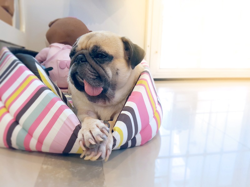 pug in a bed
