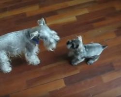 (Video) It’s Clear That a Schnauzer Dad and Son Love Each Other. How They Interact? Adorbs!