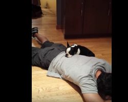 (Video) Rescued Boston Terrier Puppy From Puppy Mill Enjoys Snuggling for the First Time. SO Heartwarming!