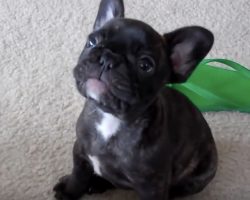 (Video) This Playful Baby Frenchie Will Steal Anyone’s Heart, Guaranteed!