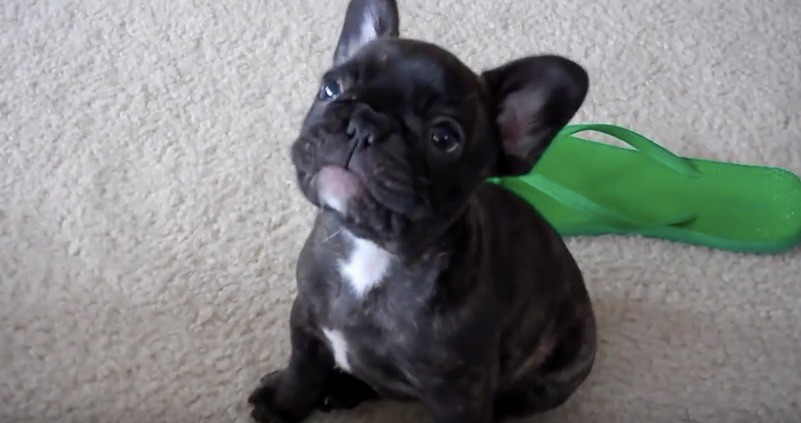 (Video) This Playful Baby Frenchie Will Steal Anyone's Heart ...