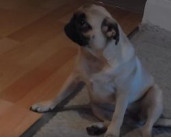 (Video) Pug Puppy Makes a Boo Boo. How She Guiltily Responds? Too Funny!