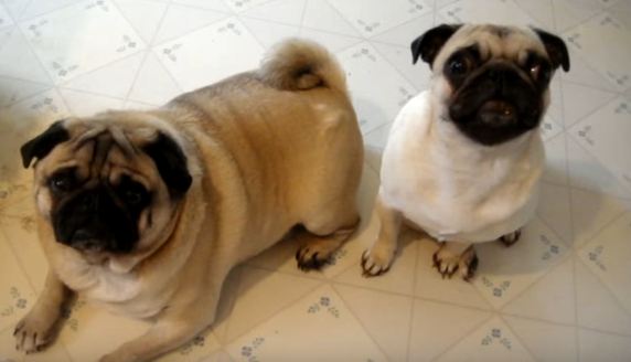 guilty-pugs