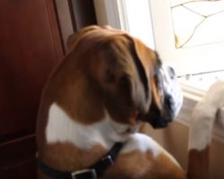 (Video) A Heartbroken Boxer Shows Her Owners How Sad She is and Our Hearts Break Right Along With Her…