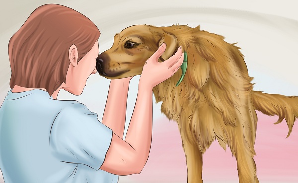 how-to-make-dogs-love-you