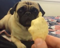 (Video) This Pug Loves to Eat Just About Anything. Don’t Believe Us? Watch THIS: