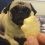 (Video) This Pug Loves to Eat Just About Anything. Don’t Believe Us? Watch THIS: