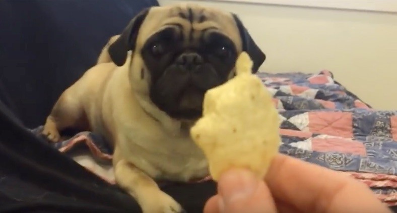 hungry-pug