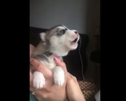 (Video) Adorable Husky Puppy Attempts to Howl But Instead THIS Happens…