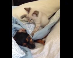 (Video) This Kitten and Doggy Play a Game of Paw Slapping and it’s Too Funny!