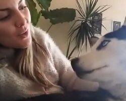 (Video) Bella the Husky Enjoys a Phenomenal Tribute When Her Owner Sings to Her. What a Beautiful Voice!