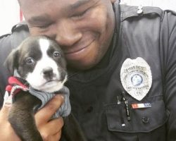 8 Puppies Who Were Way too Adorable to Handle in 2016