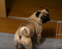 (Video) A Cute Pug Goes to Get a Drink of Water. Now Wait for the Moment When THIS Happens…