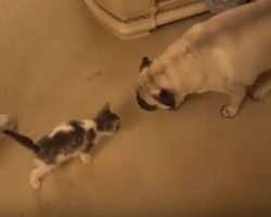 (Video) A Pug Meets a Kitten for the First Time and How They Respond to One Another is Priceless!