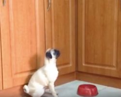 (Video) This Pug is SO Hungry That She…