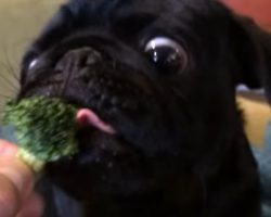(Video) This Pug Isn’t Sure What to Think of Broccoli and His Reaction is Priceless!