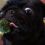 (Video) This Pug Isn’t Sure What to Think of Broccoli and His Reaction is Priceless!