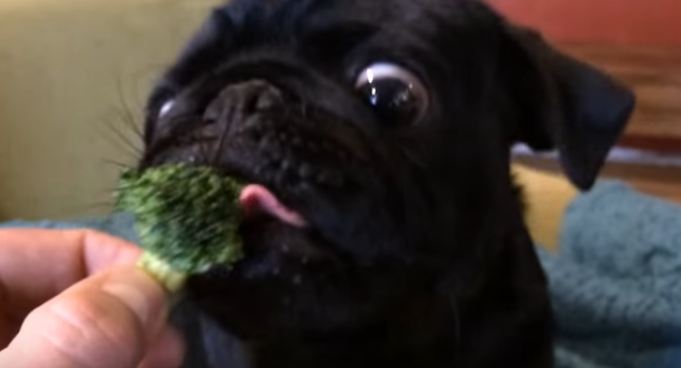 pug-brocolli