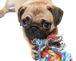 5 Doggy Toys and Treats for the Dog Who Loves to Chew Everything