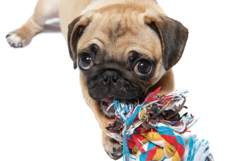 pug-chewing-on-toy