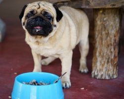 Two Proteins a Doggy Owner Should Never Feed Their Pooch. Why? It Can Lead to Serious GI Upset!