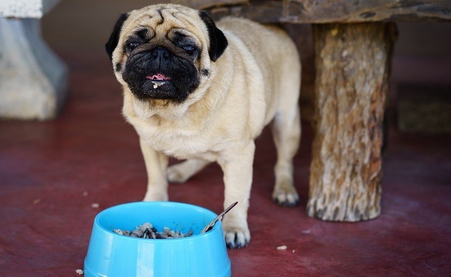 pug-eating