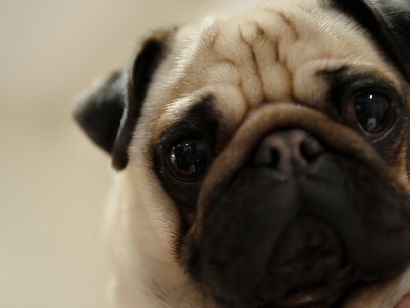 pug-eyes