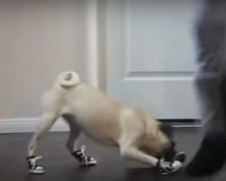 (Video) This Video Compilation of Doggies and Cats Wearing Shoes is Hilarious!