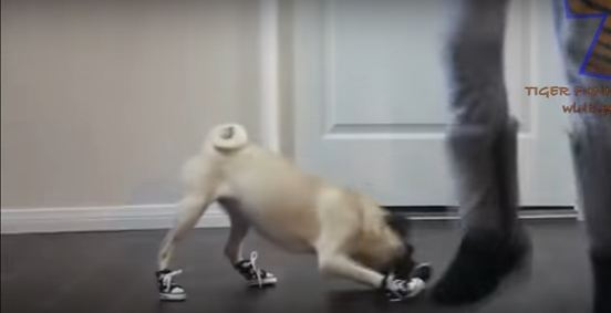 pug-in-shoes