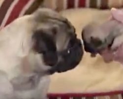 (Video) A Sweet Mommy Pug Gives Birth to TEN Puppies! Aww!